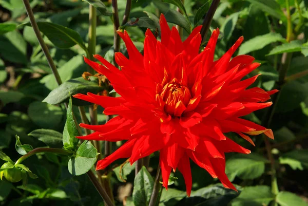 Vue Rapprochée Belle Floraison Dahlia — Photo