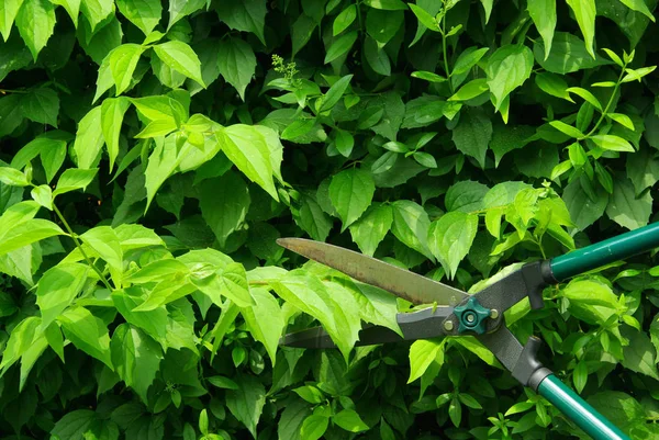 Cutting Hedge Cut Hedge — Stock Photo, Image