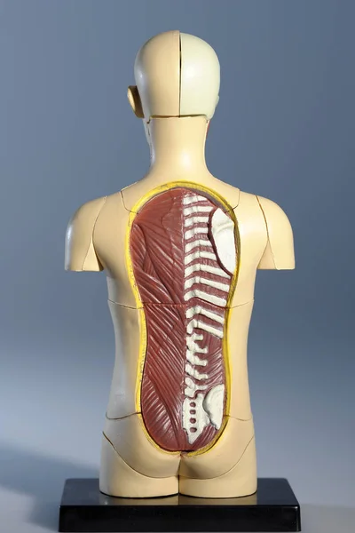 Anatomical Model Rear View — Stock Photo, Image