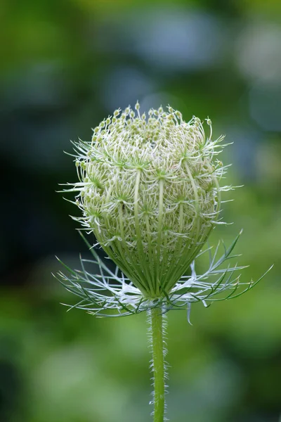 異なる花 選択的焦点 — ストック写真