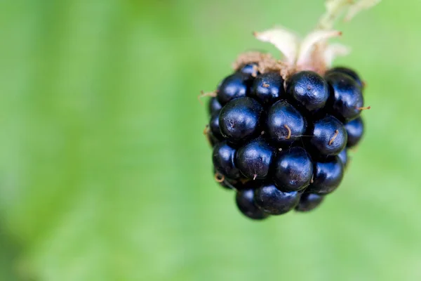 Blackberry Macro Shot Fruit Berry — Stock Photo, Image