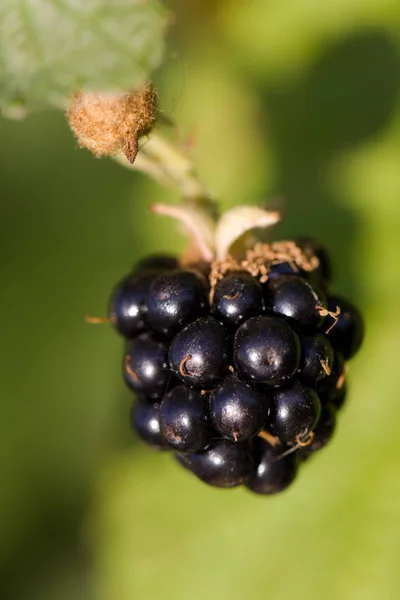 Brombeere Makroschuss Fruchtbeere — Stockfoto