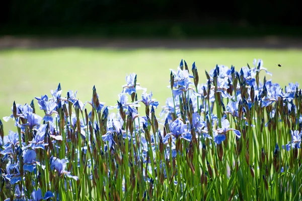 Vue Panoramique Belle Fleur Iris — Photo