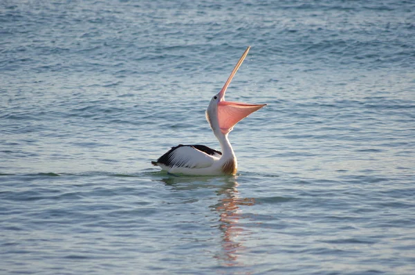 Мальовничий Вид Пеліканів Дикому Житті — стокове фото