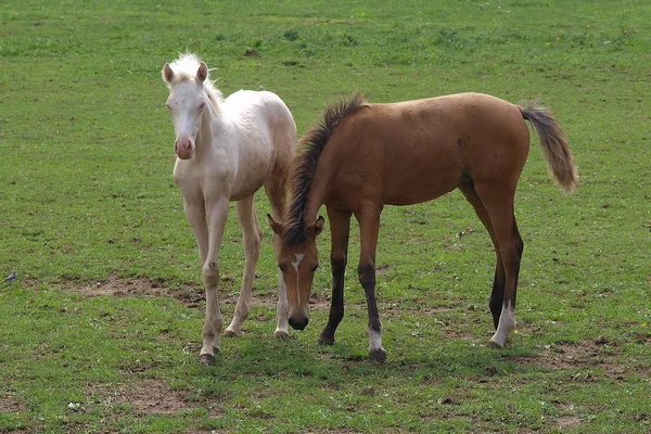 Lindo Caballo Naturaleza Salvaje —  Fotos de Stock