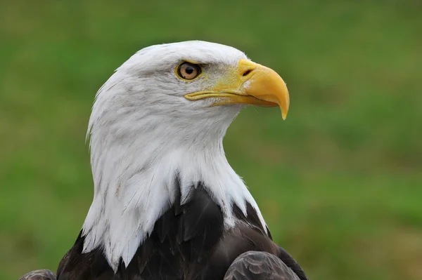 Yaklaş Genç Kel Kartal — Stok fotoğraf