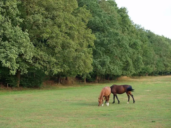 Paarden Aan Rand Van Het Bos — Stockfoto