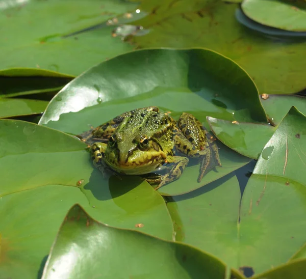 Ouaouaron Sur Étang Lys — Photo