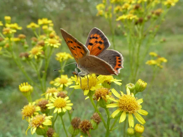 Nahaufnahme Von Schönen Bunten Schmetterling — Stockfoto