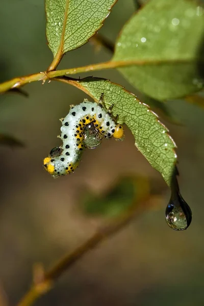 Gusano Oruga Insecto Naturaleza —  Fotos de Stock