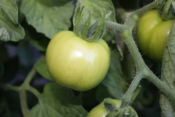 Unripened Tomatoes Vine — Stock Photo, Image