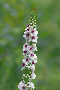the black mullein (verbascum nigrum) is found in almost all of europe. it grows best in dumps,embankments,dry meadows,in open woods and along roadsides. normally it has yellow flowers with purple stamens. the picture shows clipart