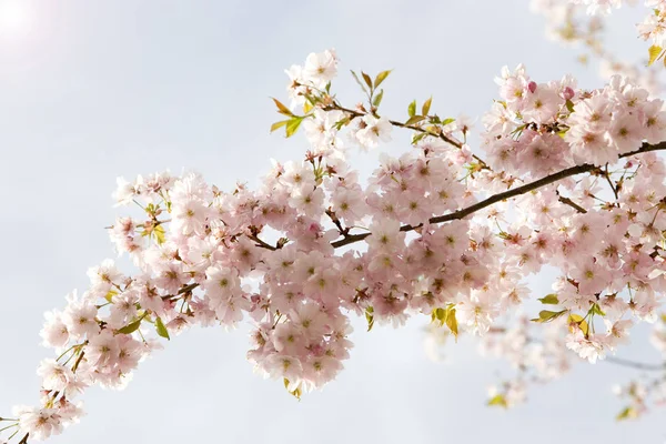 Lkbaharda Çiçekler Kiraz Ağaçları Bahçede Kiraz Ağaçları — Stok fotoğraf
