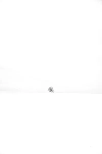 Дуб Дуб Зимой — стоковое фото