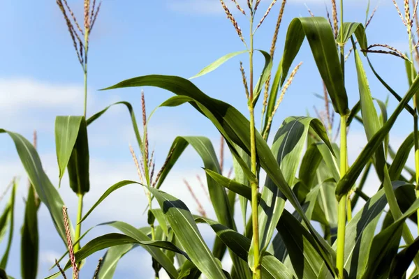 Landwirtschaftliche Nutzflächen Ländliche Maisfelder — Stockfoto