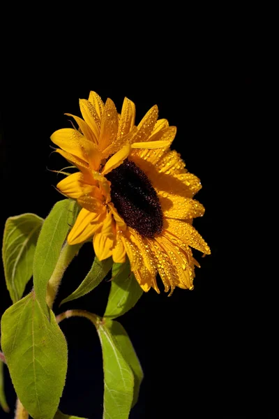 Zonnebloem Close Uitzicht — Stockfoto