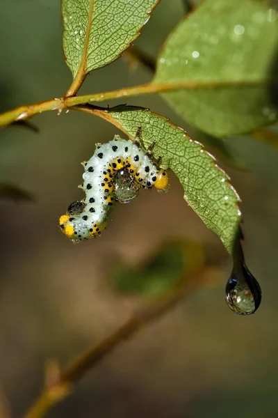 Rupsenworm Natuurinsect — Stockfoto