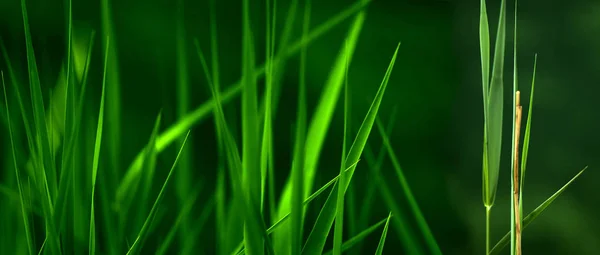 Herbe Verte Fond Abstrait — Photo