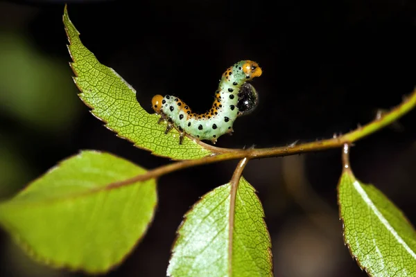 Raupenwurm Naturinsekt — Stockfoto