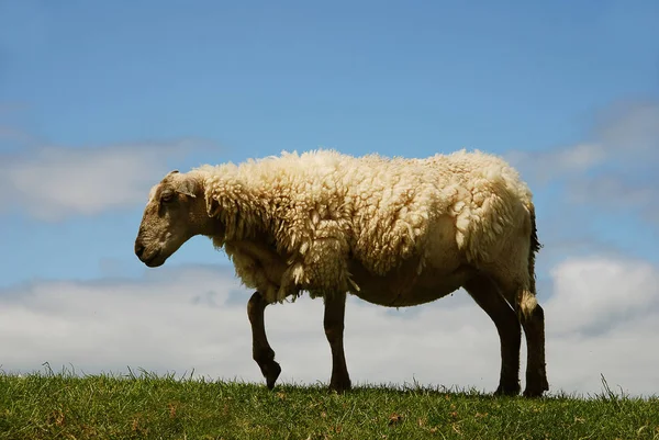 Aussichtsreicher Blick Auf Die Landwirtschaft Auf Dem Land — Stockfoto