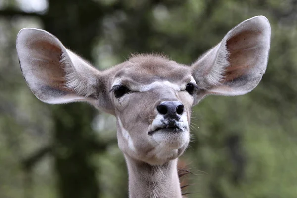 Kudu Antilop Hayvanlar Vahşi Yaşam Doğa Hayvanları — Stok fotoğraf