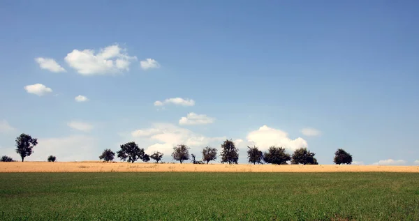 Boomrij Het Veld — Stockfoto