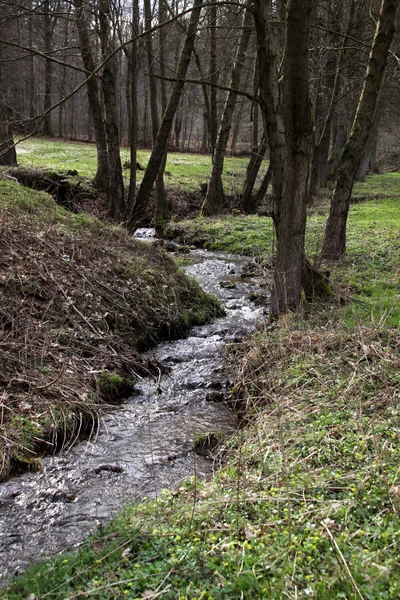 Schöne Landschaft Des Waldes — Stockfoto