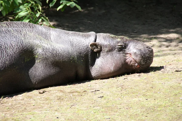 Hipopótamo Animal Hipopótamo Vida Selvagem — Fotografia de Stock