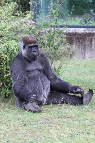 Naczelne Zwierzę Małpa Goryl Małpa — Zdjęcie stockowe