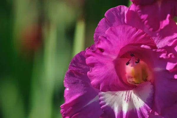 Bunga Gladiolus Flora Dan Dedaunan — Stok Foto