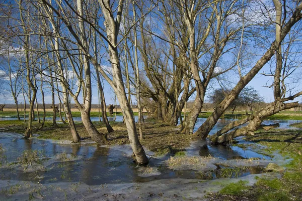 Bäume Winter Kalte Jahreszeit — Stockfoto