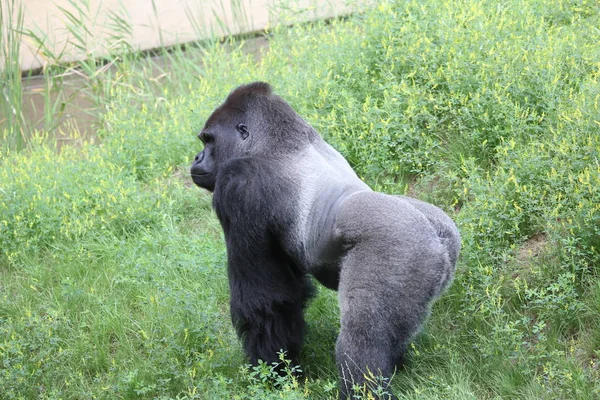 Primatentier Gorilla Affe Affe — Stockfoto