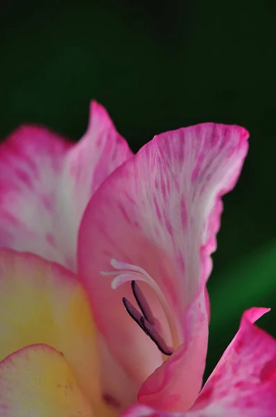 Gladiolo Flor Pétalos Flor — Foto de Stock