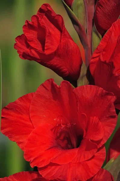 Botanique Flore Gladiolus Pétales Fleurs — Photo