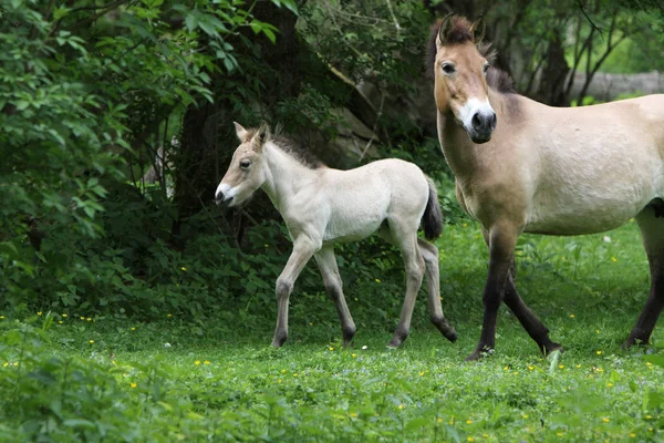 Animales Jóvenes Enfoque Selectivo —  Fotos de Stock