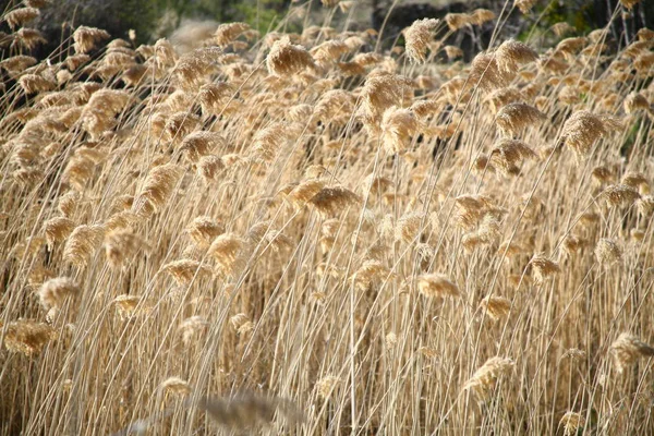 Vacker Botanisk Skott Naturliga Tapeter — Stockfoto