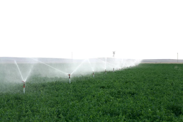 Irrigation sprinklers water a farm field against late afternoon