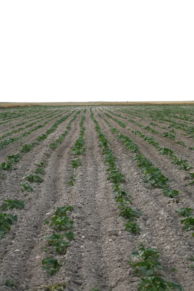 Irrigation sprinklers water a farm field against late afternoon