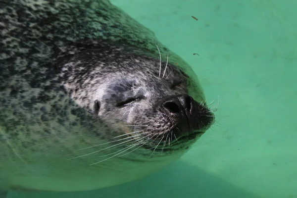 海洋動物アザラシ哺乳類 — ストック写真