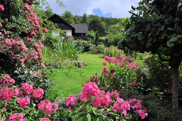 Belle Flore Dans Jardin Nature — Photo