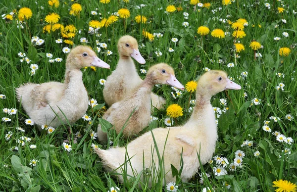 Tema Del Pájaro Pintoresco Tiro — Foto de Stock