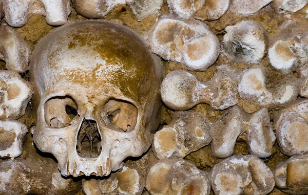 골격의 형태로 인간의 두개골 — 스톡 사진