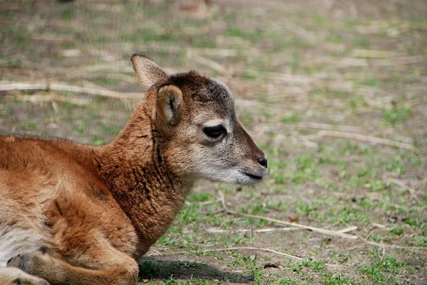 Κλείστε Νεαρό Mouflon — Φωτογραφία Αρχείου