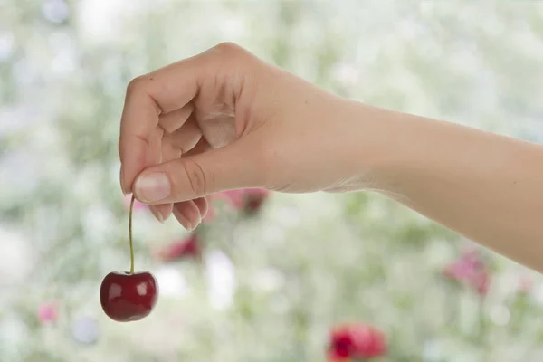 Mão Segurando Uma Cereja Vermelha Nas Mãos Menina — Fotografia de Stock