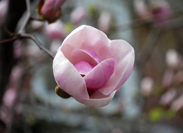 Magnolienblütenblätter Blühen Frühlingsflora — Stockfoto