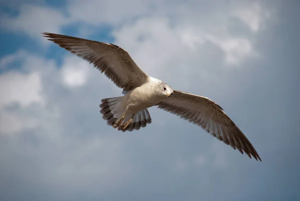 Vue Panoramique Magnifique Oiseau Mouette Mignon — Photo