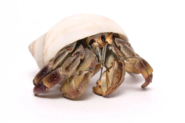 Gros Plan Crabe Ermite — Photo
