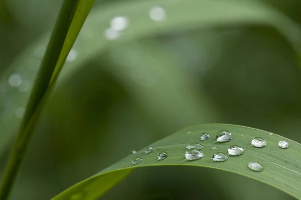 Dew Drops Grass — Stock Photo, Image