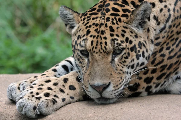 Jaguar Myśliwy Duży Kot Dzikie Zwierzę — Zdjęcie stockowe