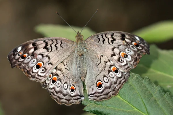 Vue Rapprochée Beau Papillon Coloré — Photo